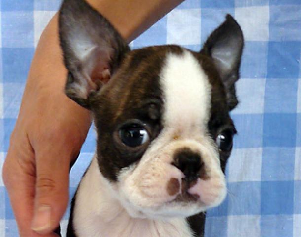 ボストンテリア