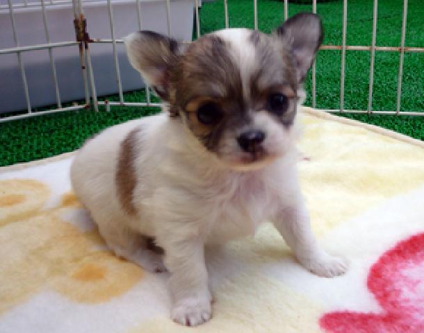 チワワ（ロングコート）