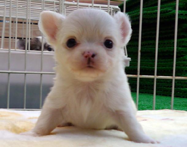 チワワ（ロングコート）