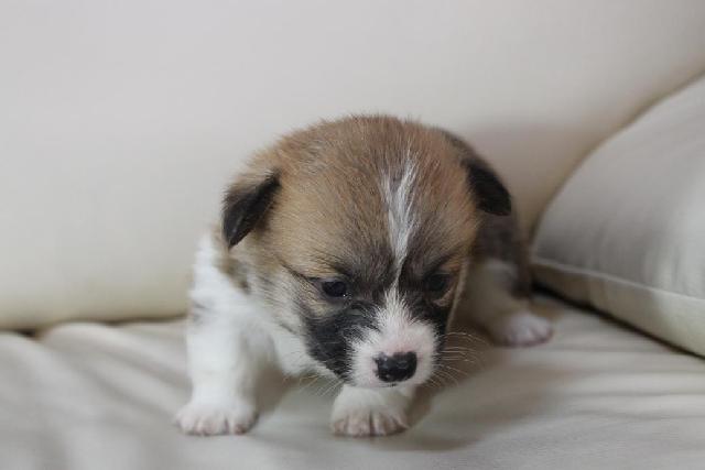 ウェルシュコーギーペンブローク