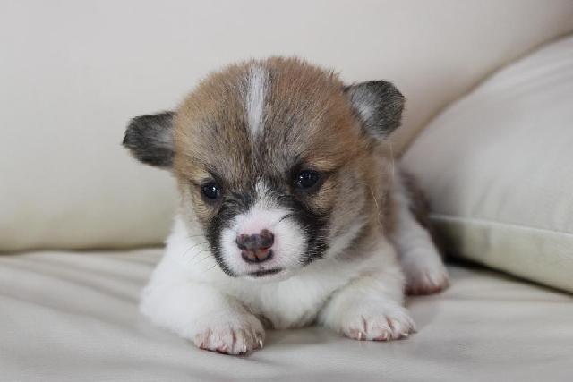 ウェルシュコーギーペンブローク