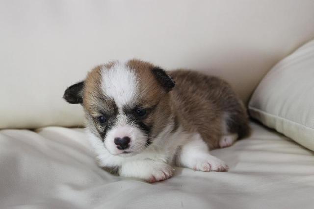 ウェルシュコーギーペンブローク