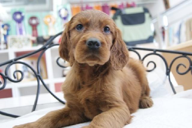 アイリッシュセッター