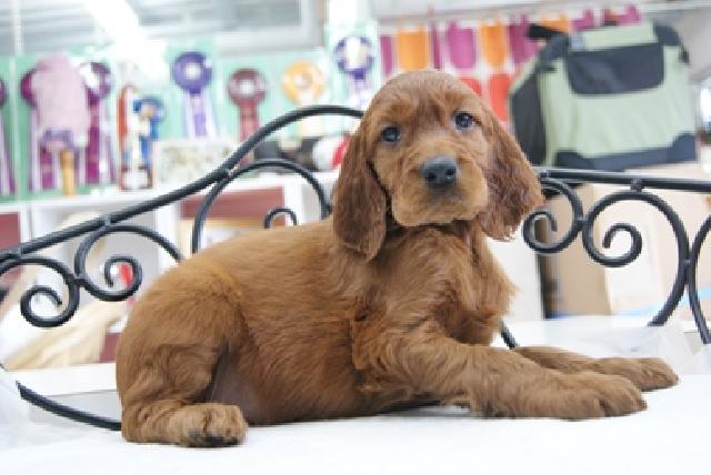 アイリッシュセッター