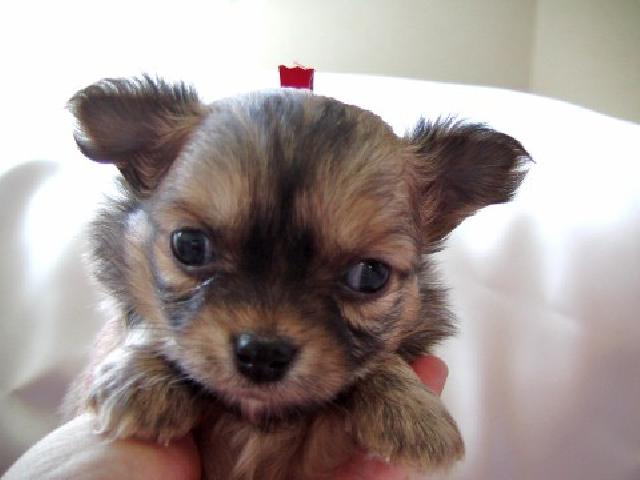 チワワ（ロングコート）この子は決りました