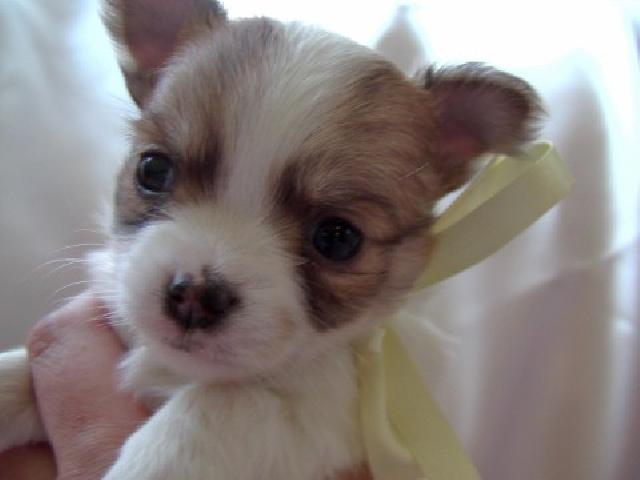 チワワ（ロングコート）この子は決りました