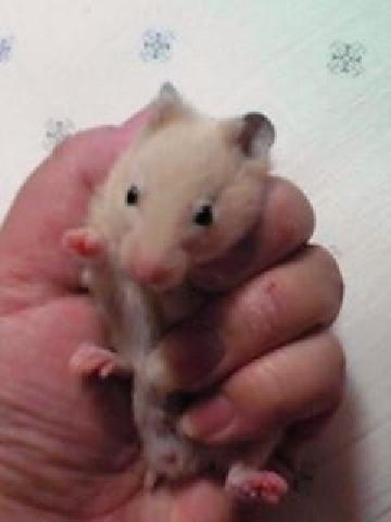 キンクマハムスター