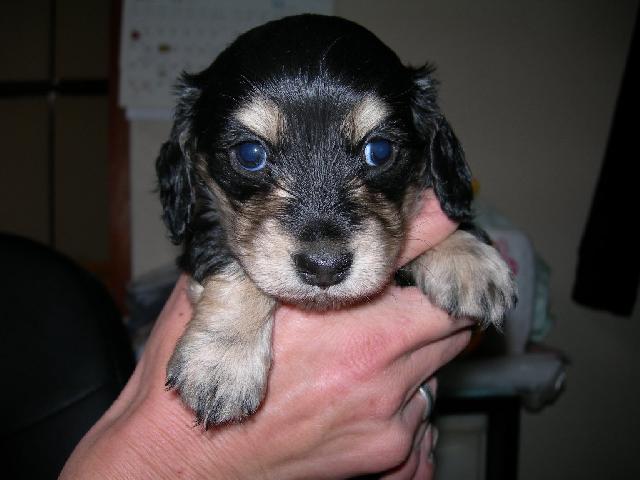 ミニチュアダックスフンド