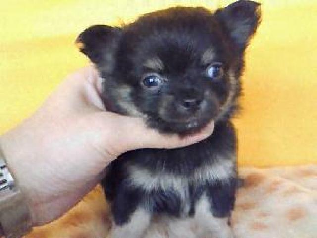 ワイアーフォックステリア