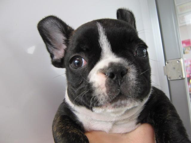 フレンチブルドッグ