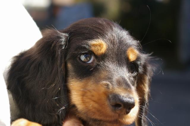 ミニチュアダックスフンド