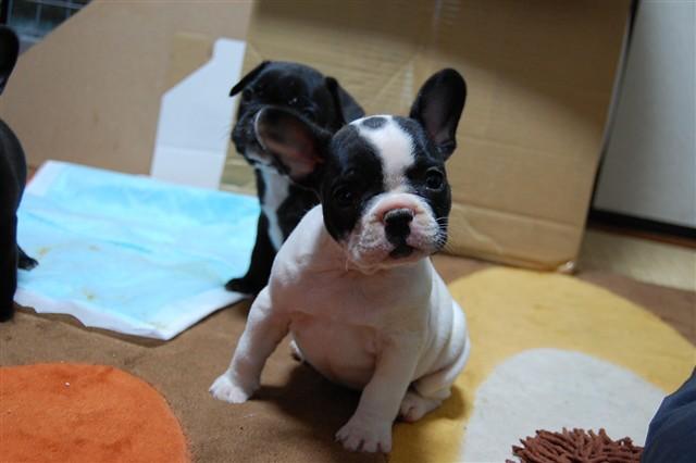 フレンチブルドッグ