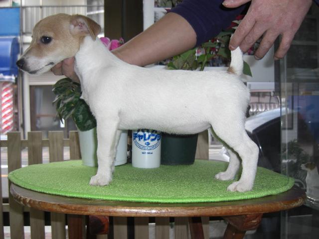 ジャックラッセルテリア