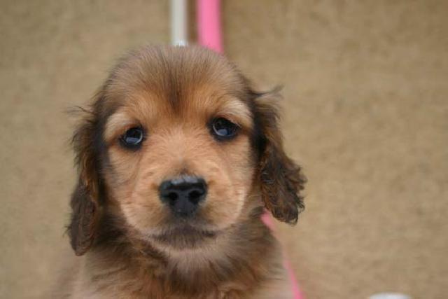 ミニチュアダックスフンド