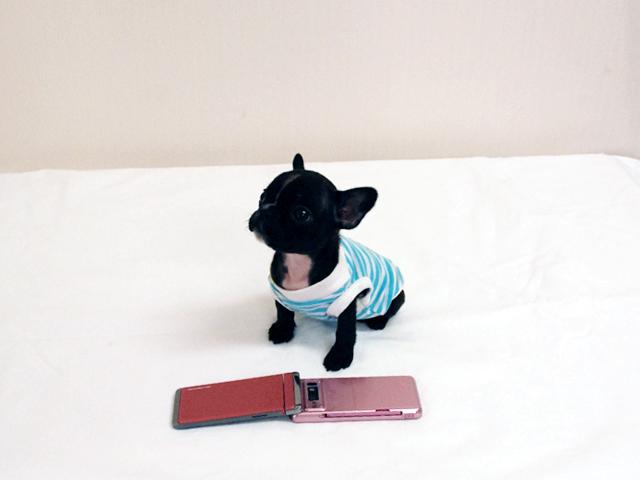 フレンチブルドッグ