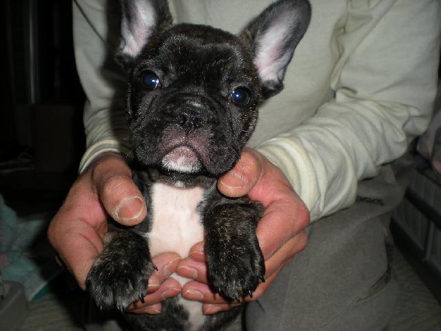 フレンチブルドッグ