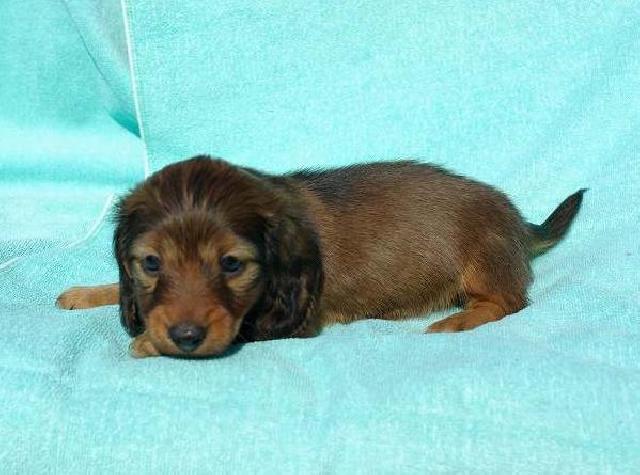 カニンヘンダックスフンド