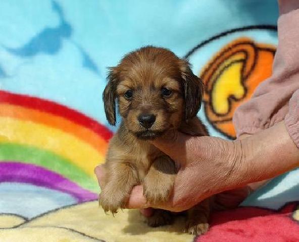 カニンヘンダックスフンド