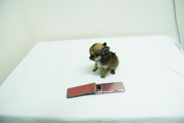 チワワ(ロングコート)