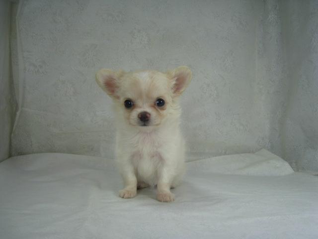 チワワ(ロングコート)