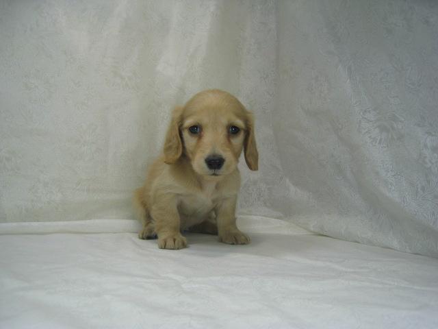 ミニチュアダックスフンド