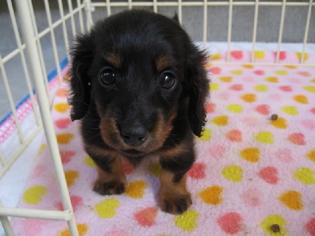 ミニチュアダックスフンド