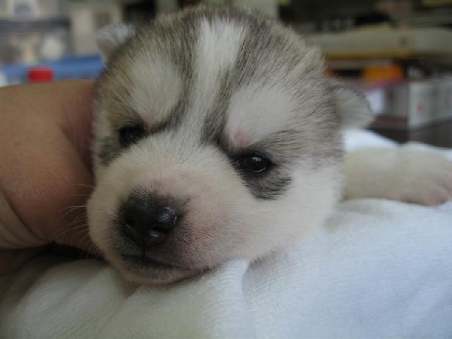 シベリアンハスキー