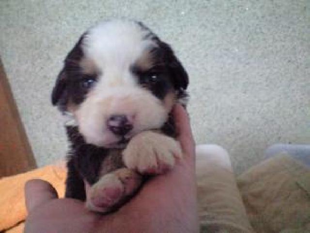 バーニーズマウンテンドッグ