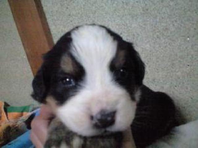 バーニーズマウンテンドッグ