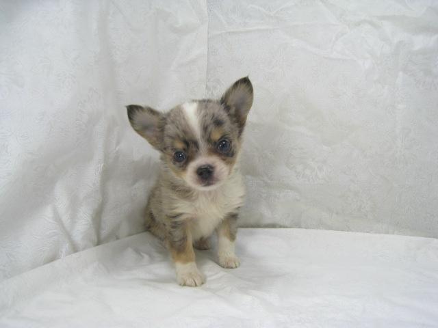 チワワ(ロングコート)