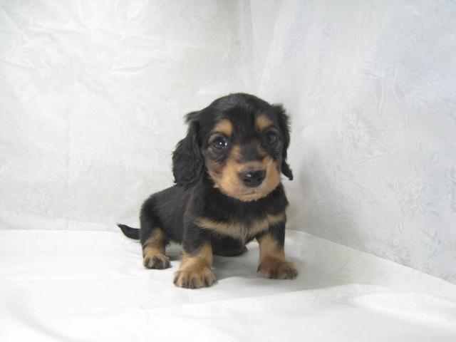 カニンヘンダックスフンド