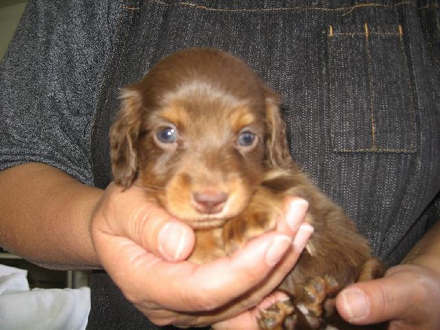 ミニチュアダックスフンド