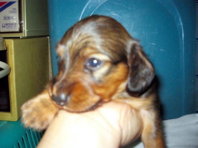 ミニチュアダックスフンド