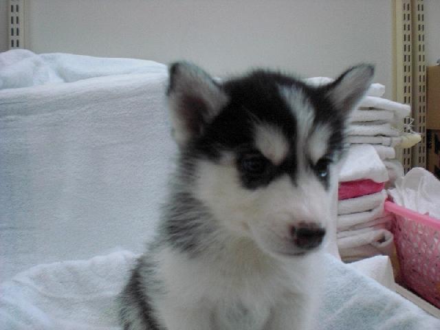 シベリアンハスキー