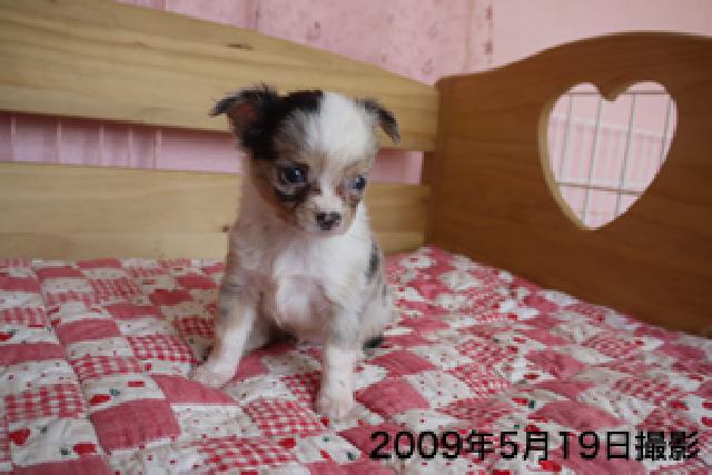 チワワ(ロングコート)