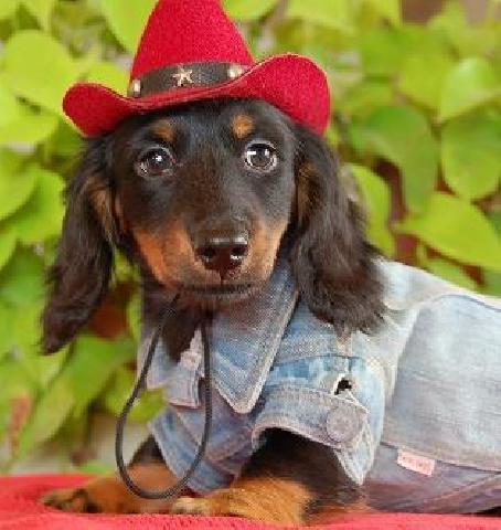 ミニチュアダックスフンド