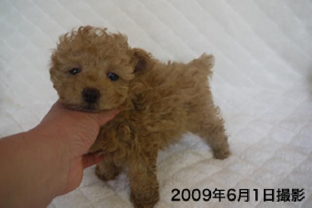 トイプードル