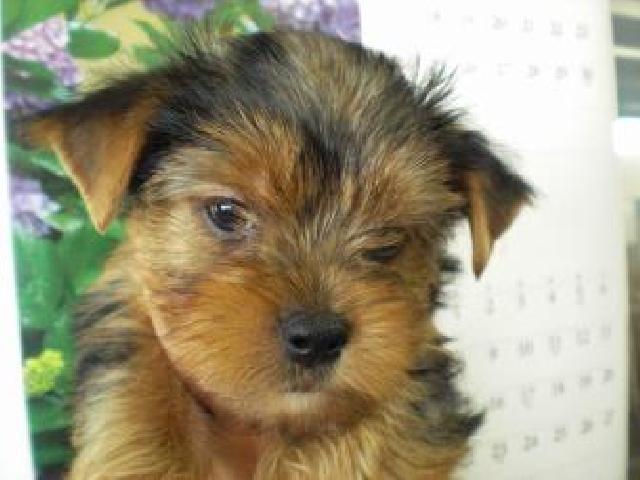 ヨークシャーテリア