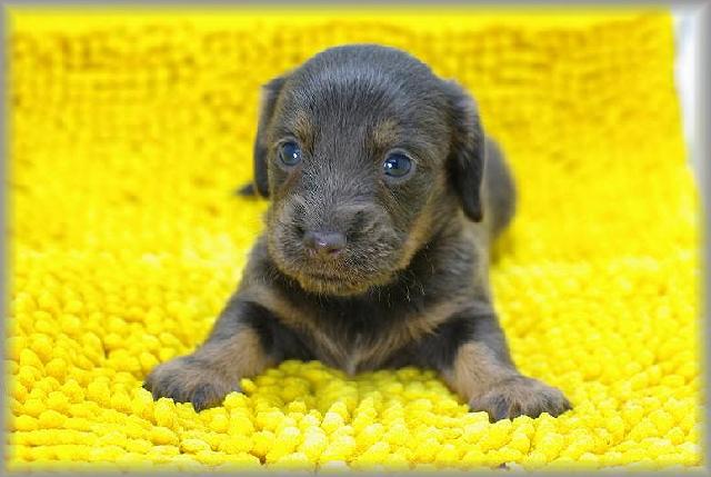 ミニチュアダックスフンド