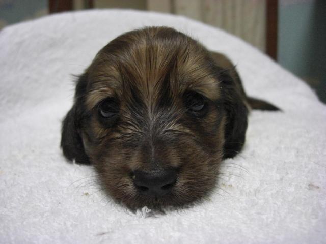 ミニチュアダックスフンド