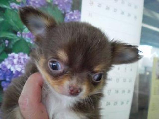 チワワ（ロングコート）