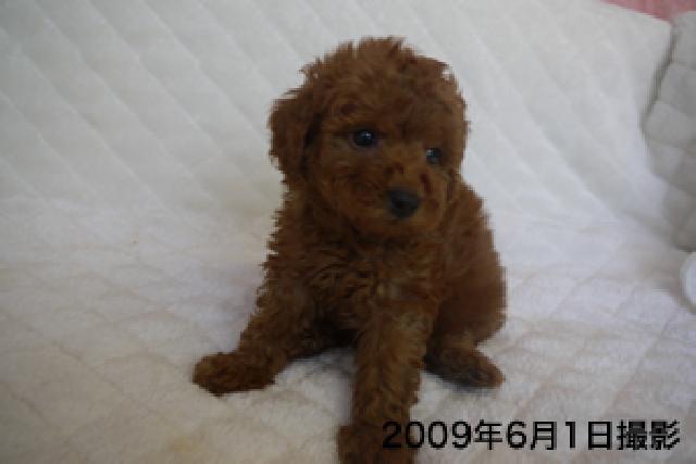 トイプードル
