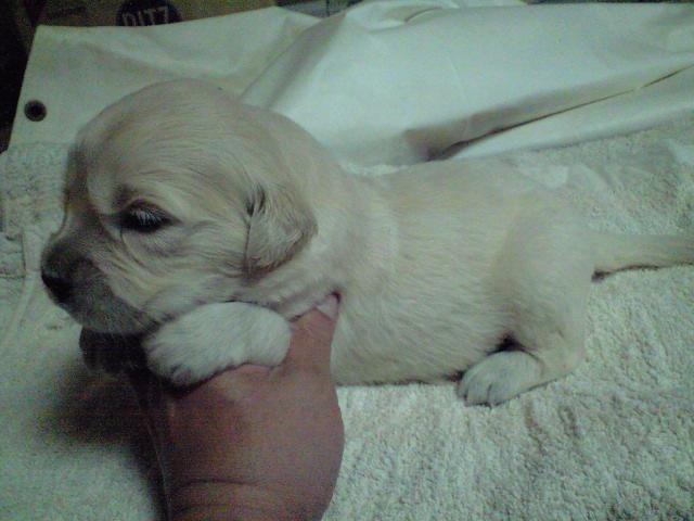 ゴールデンレトリーバー