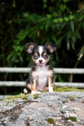 チワワ（ロングコート）