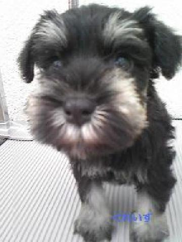 ミニチュアシュナウザー