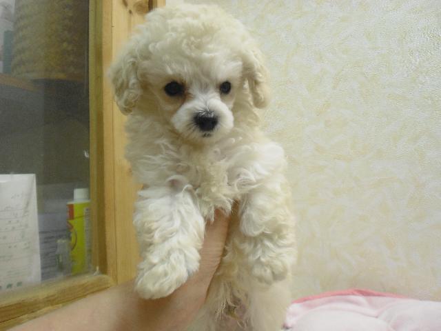 トイプードル