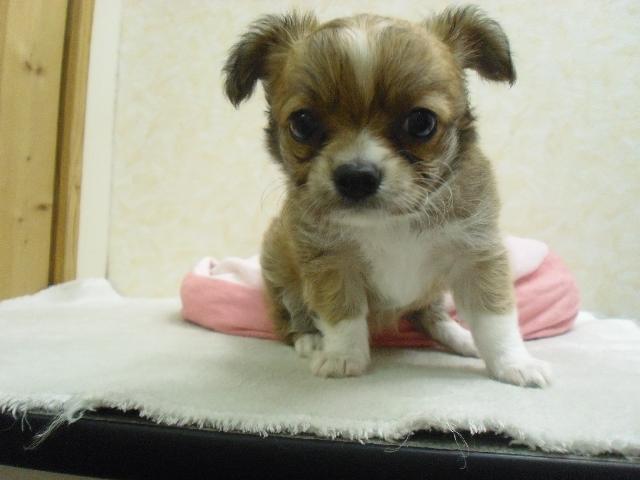 チワワ（ロングコート）