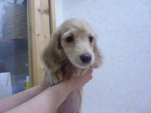 ミニチュアダックスフンド