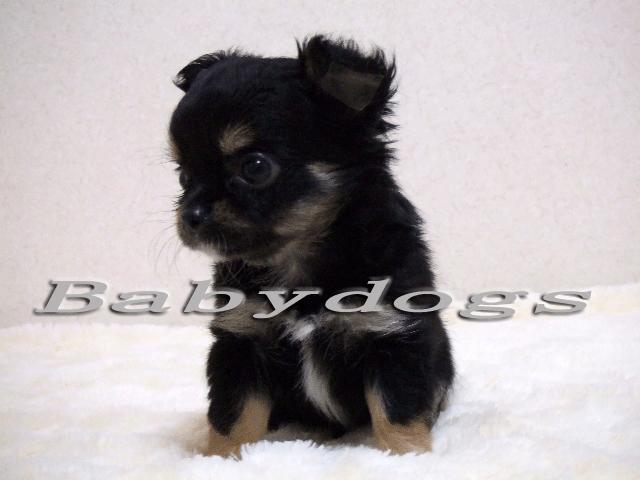 チワワ（ロングコート）