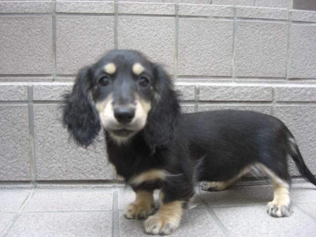 ミニチュアダックスフンド